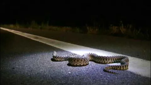 Road Cruising for Snakes (Night)