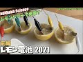 【実験】20年ぶりのレモン電池 前編　失敗から学べ
