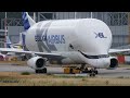 Airbus Beluga XL5 F-GXLN | Finkenwerder Takeoff Spectacle! - 4K