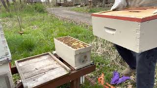 Transferring a Nucleus Colony to a Full Size Hive