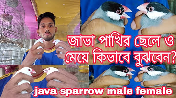 জাভা পাখির ছেলে ও মেয়ে কিভাবে বুঝবেন??#parrotLokesh