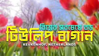 ঘুরে এলাম বিশ্বের সবচেয়ে বড় টিউলিপ বাগান 🇳🇱 Keukenhof and Tulip Barn