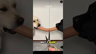 orang ini mengajari dua anjing ini apa itu adil ‼️🐶#anjing