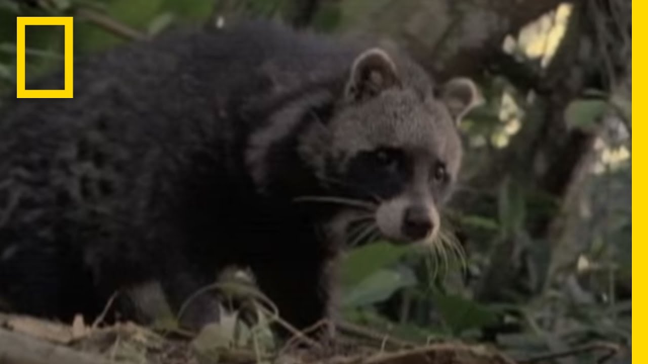 Cat, Raccoon, Or Neither? | National Geographic