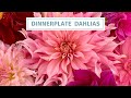 Dahlia Tour Dinnerplate Varieties 2022