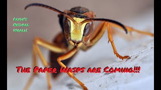 The Paper Wasps are Coming!