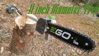 Cut Down a Large Tree with The EGO Pole Saw 56V by Marc-André Blais 19,039 views 4 years ago 6 minutes, 46 seconds