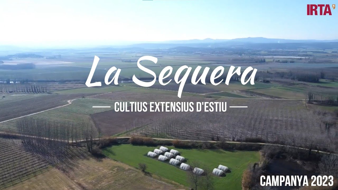 Efectes de la sequera de la campanya 2023