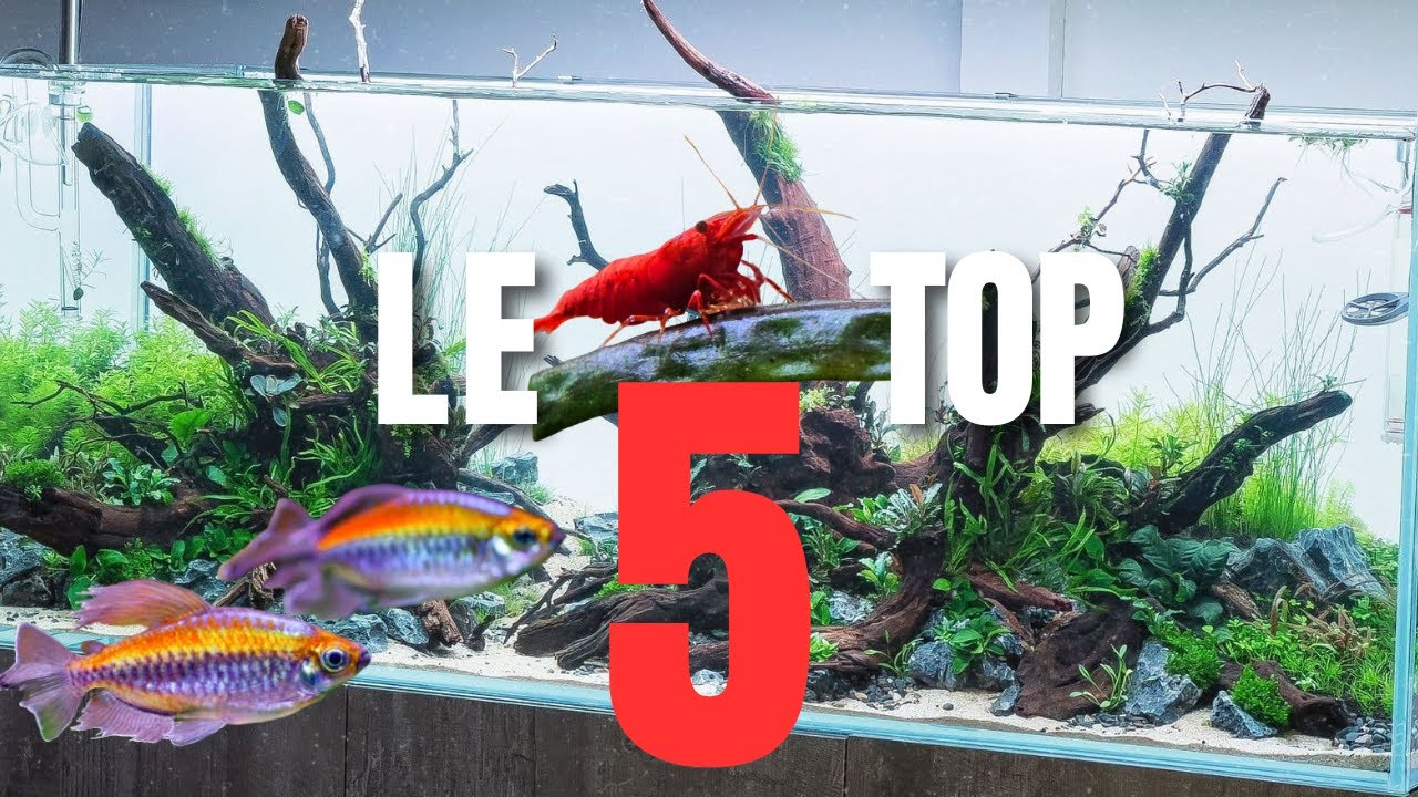 Les 5 questions qui reviennent TOUT LE TEMPS - FLORE-AQUATIQUE