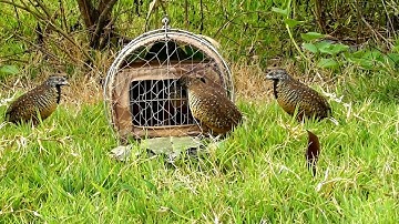 Bẫy Chim Cút Rừng Bằng Chim Cút Mồi Cực Hay 2023 | Hoàng Thắng