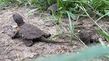Baby Snapping turtles hatching!