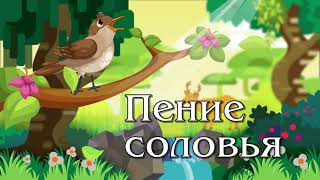 Красивое пение соловья - singing nightingale