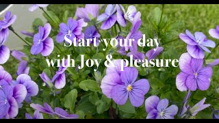 Start your day with Joy & pleasure by Eustress New Zealand 108 views 3 months ago 41 seconds