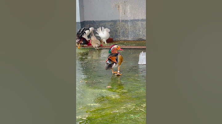 Wonderful mandarin duck need femele duck #cuteduck  #duck #ad #mandarinduck