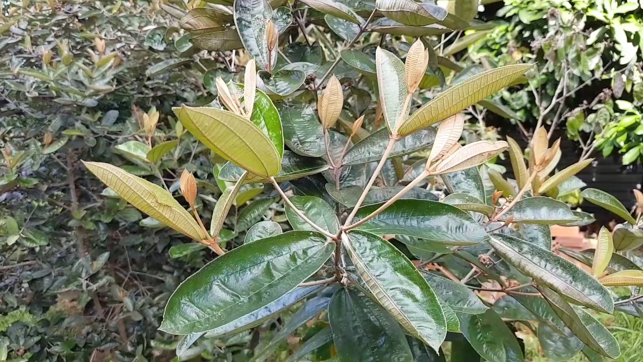 Canela De Velho Essa E A Verdadeira Planta Medicinal Youtube