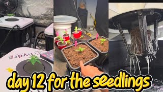 day 12 getting a feeding. #seedlings #gardening #mobuds314 #hydro #autopot