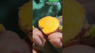 We Dug Up Our Turmeric… This Is What We Found 👀 (Part 2 )