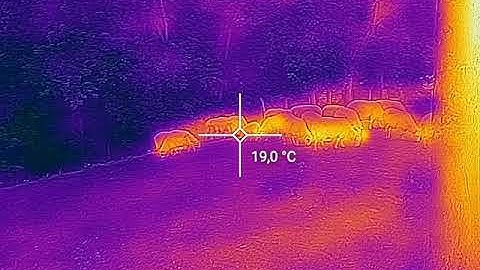 Cat S61 Thermal camera video #1