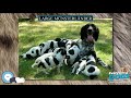 Large Münsterländer 🐶🐾 Everything Dog Breeds 🐾🐶 の動画、YouTube動画。