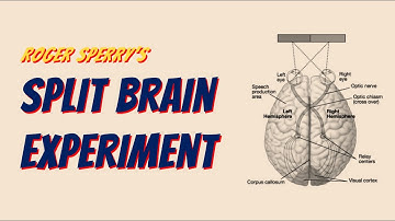 Roger Sperry’s Split Brain Experiment || tsin-eng