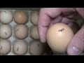 какую птицу выбрать на сезон, поставка инкубационного яйца 13 января 2022