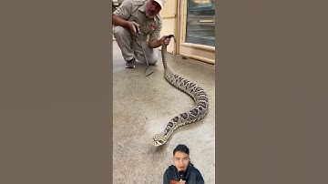 Thử dùng tay rung chuông của rắn đuôi chuông #snake