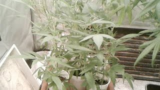 AMVgrow Veg Untill The Light Go Out