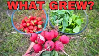 Dollar Store MAY Vegetable Garden Tour