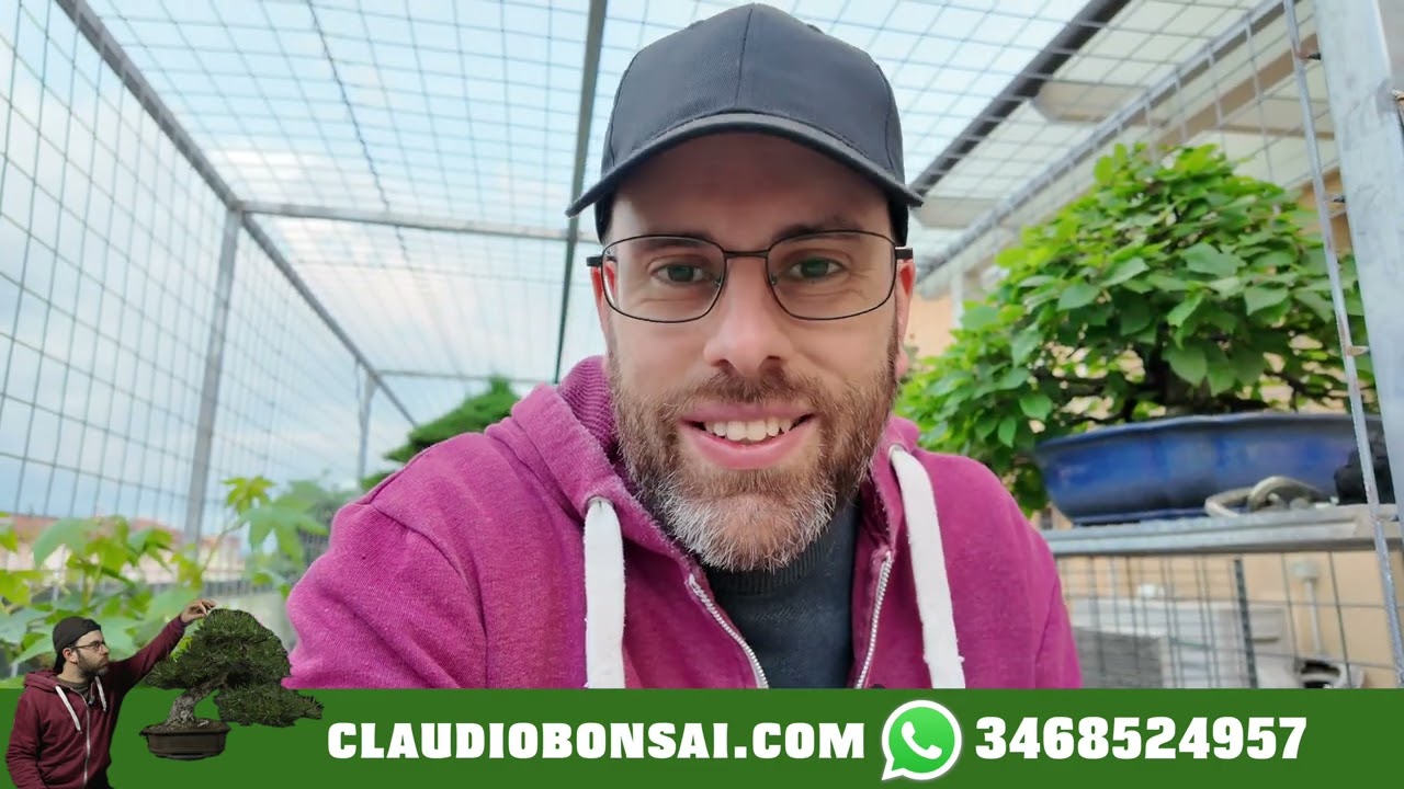 IL TUO BONSAI HA LE FOGLIE GIALLE O ROVINATE? FAI QUESTO PER RISOLVERE IL PROBLEMA ALLA RADICE