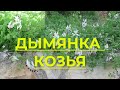 Дымянка козья (Fumaria capreolata), описание. Однолетняя дымянка козья. Флора Израиля