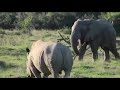 Viral video: Elephant throwing stick at angry Rhino to scare it!