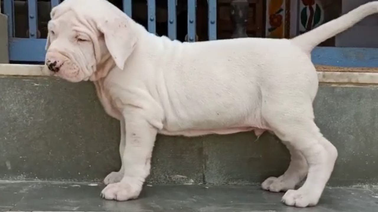 Top Quality Bully Kutta Puppies For Sale YouTube