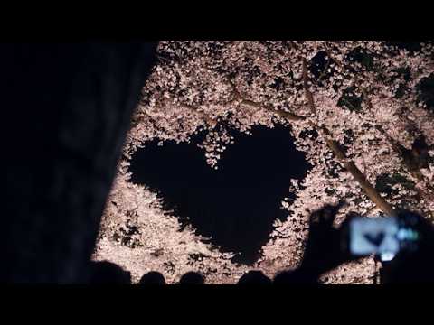 日本一の夜桜｜弘前さくらまつり