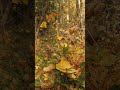 Лес #nature #wildlife #forest #природныепейзажи