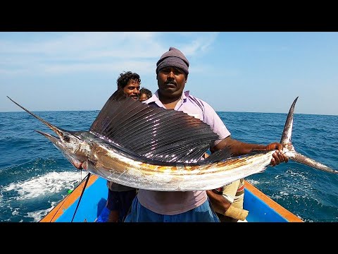 वीडियो: पाल-मछली