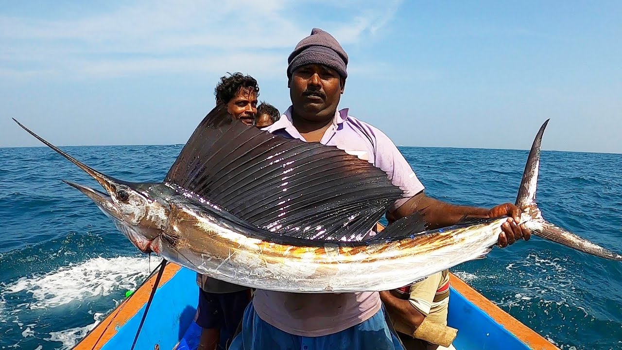 SAIL FISH, KING FISH & COBIA FISH CATCHING IN SEA 