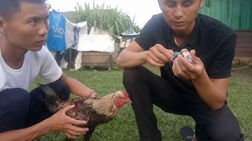 Qhia tshuaj kho qaib mob ntsej muag o nawj 1/8/2019