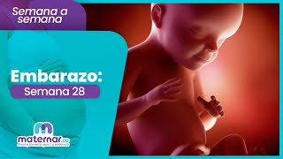 Semana 28 De Embarazo Por Qué Sientes Tanto Calor Y Cómo Aliviarlo? Maternar.co