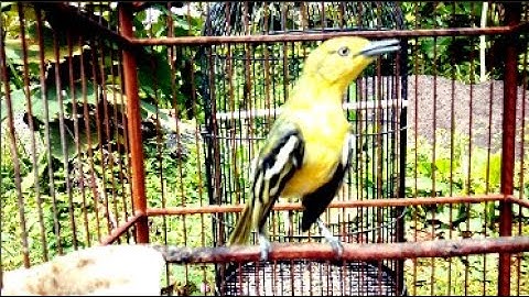 TONTON SERUNYA ADU // CIPOH MATA BENING VS SIRTU MATA HITAM