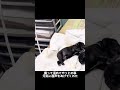 これが産まれたばかりの赤ちゃんの産声だ!!
