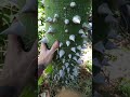 This Tree Will Kill You This Tree Will Kill You