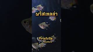 ตีกันเองยังเหนื่อย จะไปตีใครได้ ฝูง