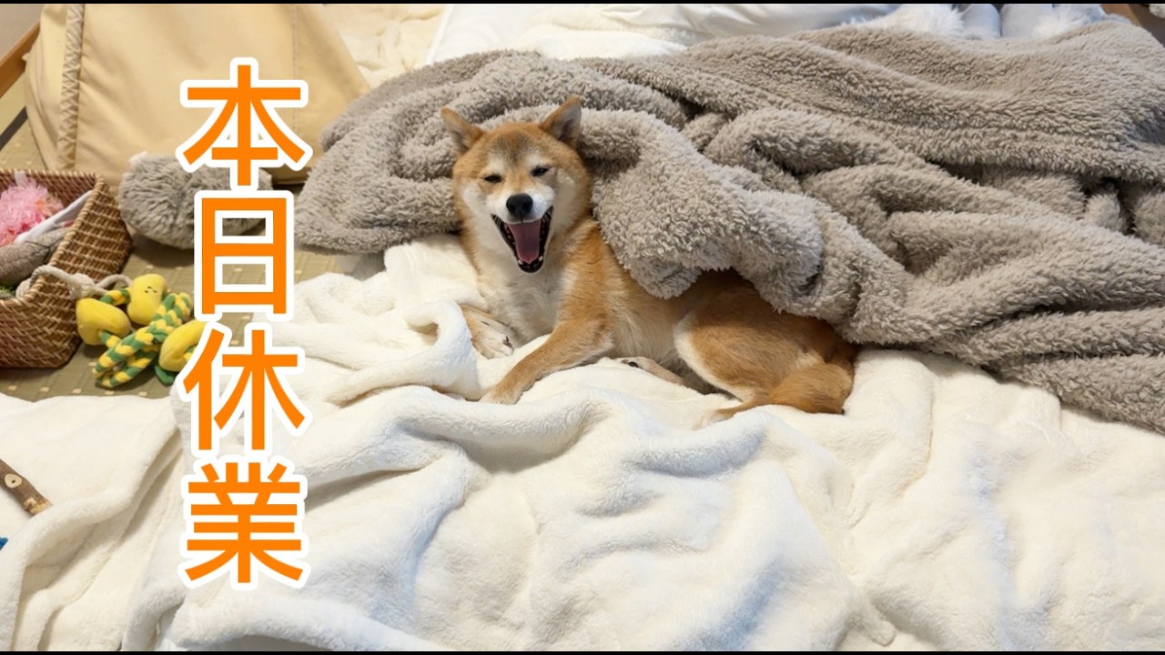 やる気という概念がない柴犬の朝