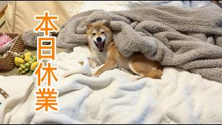 やる気という概念がない柴犬の朝