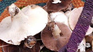 Full Colorado prepares to launch psychedelic therapy program Guide