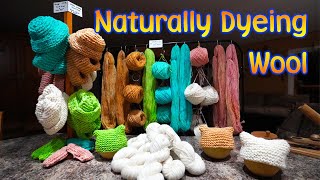 Naturally Dyeing Our Processed Wool  DIY