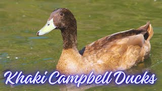 khaki Campbell ducklings | Best Duck Breed | khaki Campbell quacking | @PetsGrove