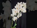 Щось мене на білявок потягнуло #орхідеї #orchid #flowers #фаленопсис #beautiful #