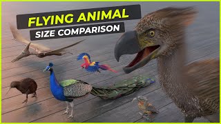 Bird size Comparison | In Human Scale