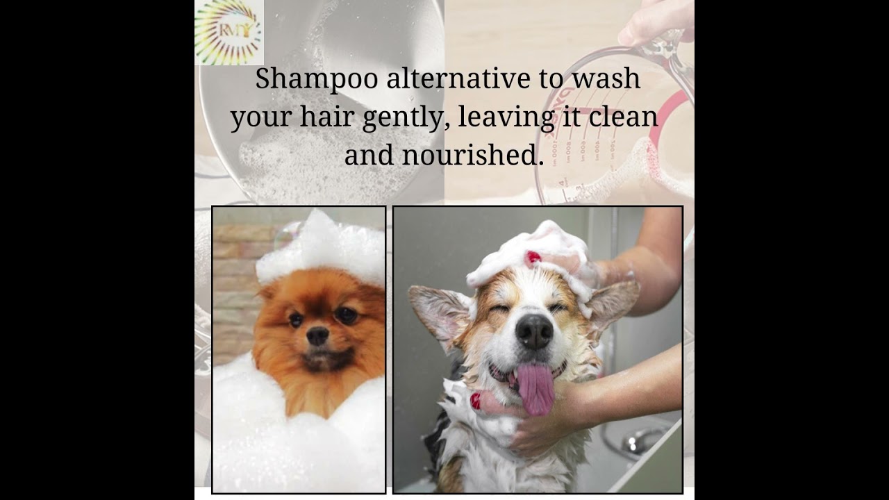 Soap Nuts Are BETTER Than Chemical Shampoos For Pet Bathing